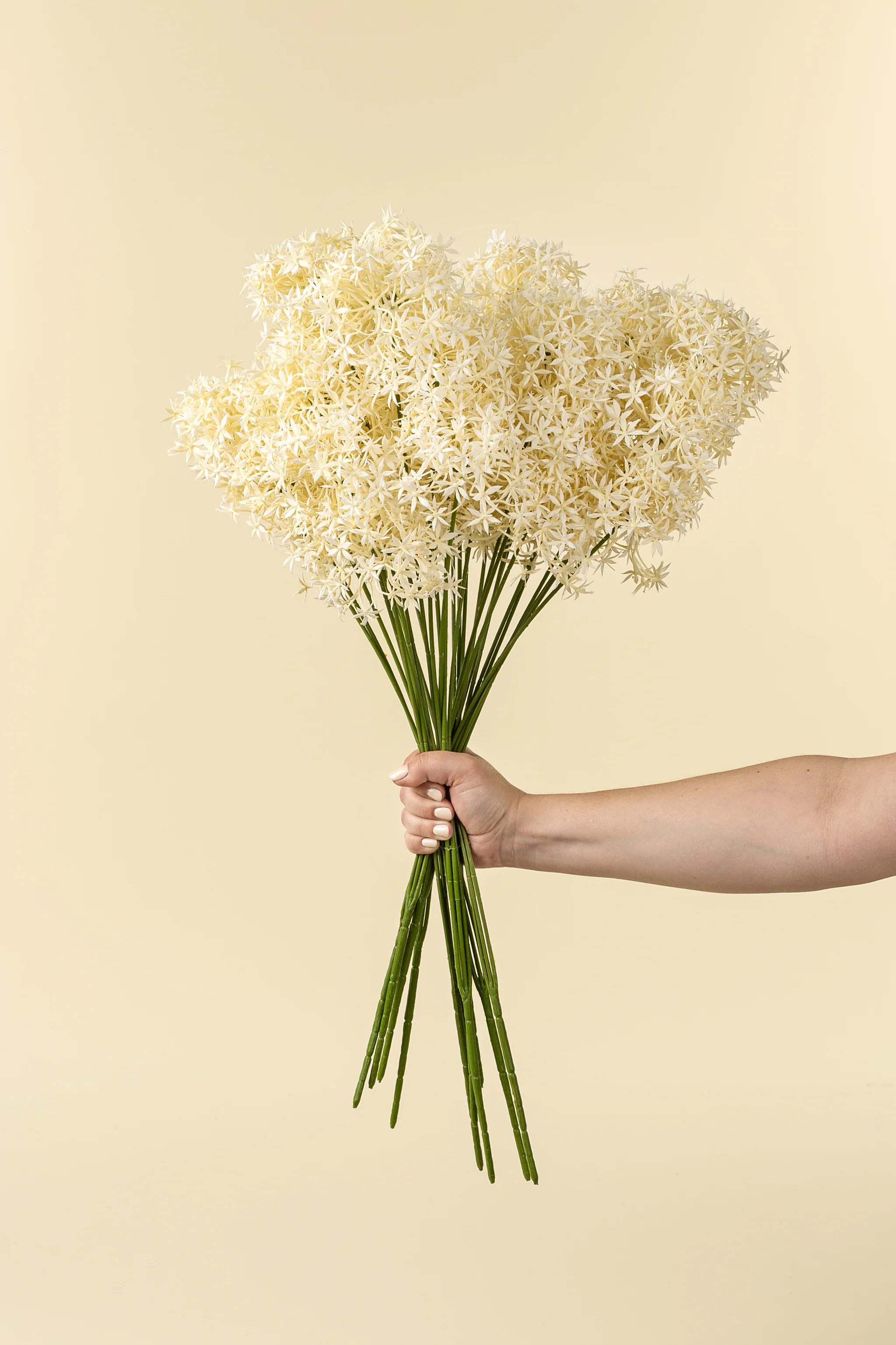 Allium Floral Spray Cream - Image 3